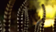 Welcome to the Lemur Lounge Bar