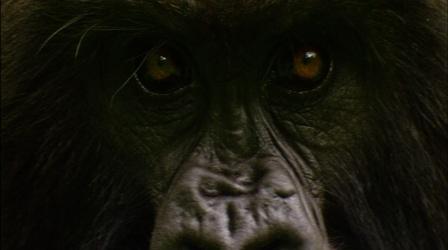 Video thumbnail: Nature Gorilla Love Games