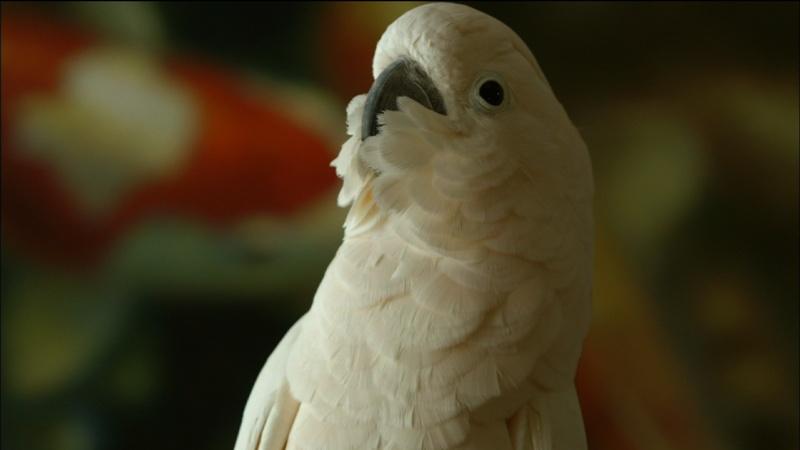 Meet Dolly, the Moluccan Cockatoo