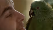 Meet Basil, the Yellow-Naped Amazon