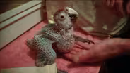 Meet Geoffrey, the Scarlet Macaw