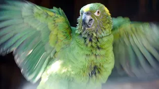 Parrot Confidential