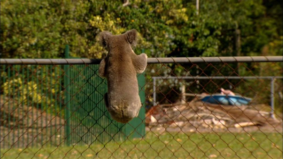 S30 Ep13: A Koala Roams the Suburbs image