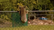 A Koala Roams the Suburbs