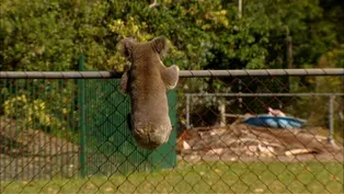 A Koala Roams the Suburbs