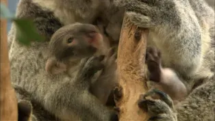 Preparing for a Eucalyptus Diet