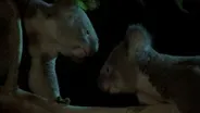 A Battle for Territory