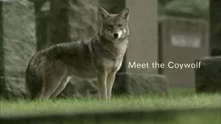 Trailer: Meet the Coywolf 