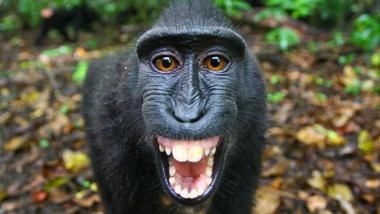 The Funkiest Monkeys | Infographic: The Crested Black Macaque | Nature ...