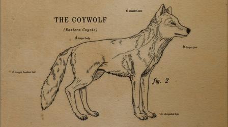 How the Coywolf is a Coyote/Wolf Hybrid