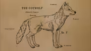 How the Coywolf is a Coyote/Wolf Hybrid
