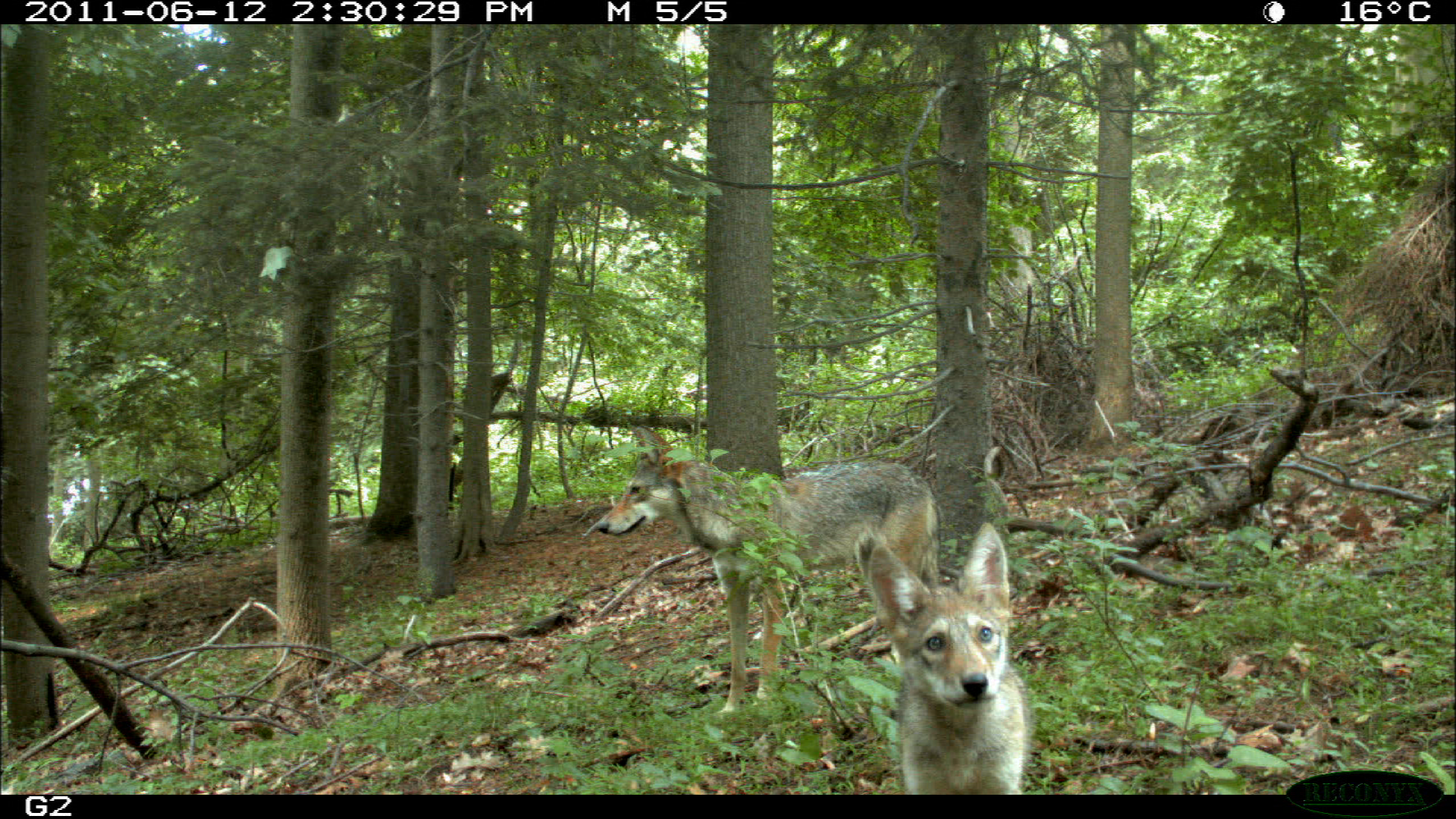 Coyote and Fox Populations on the Rise? – The Academy of Natural Sciences