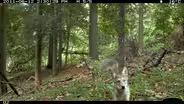 Field Study: The Coywolf and its New York City habitat
