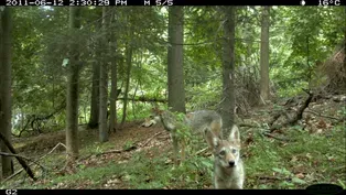 Field Study: The Coywolf and its New York City habitat