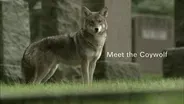 Meet the Coywolf