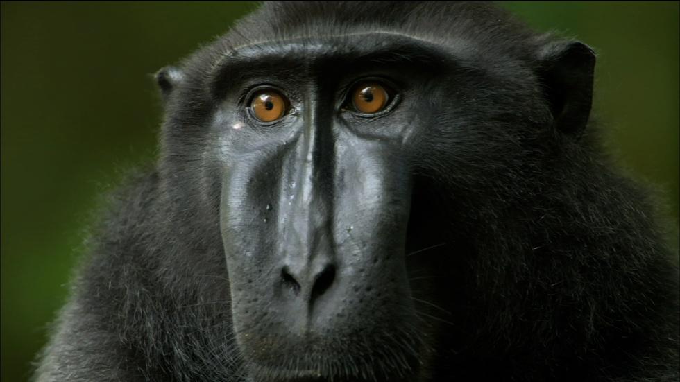S32 Ep4: Life Inside a Crested Black Macaque Troop image