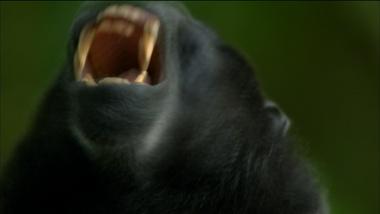 The Funkiest Monkeys | Life Inside A Crested Black Macaque Troop ...