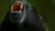 Why Crested Black Macaques Fight
