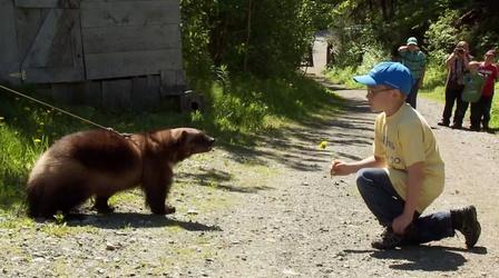 Video thumbnail: Nature Cason and the Wolverine 
