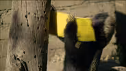 Honey Badger vs. Bee Hive