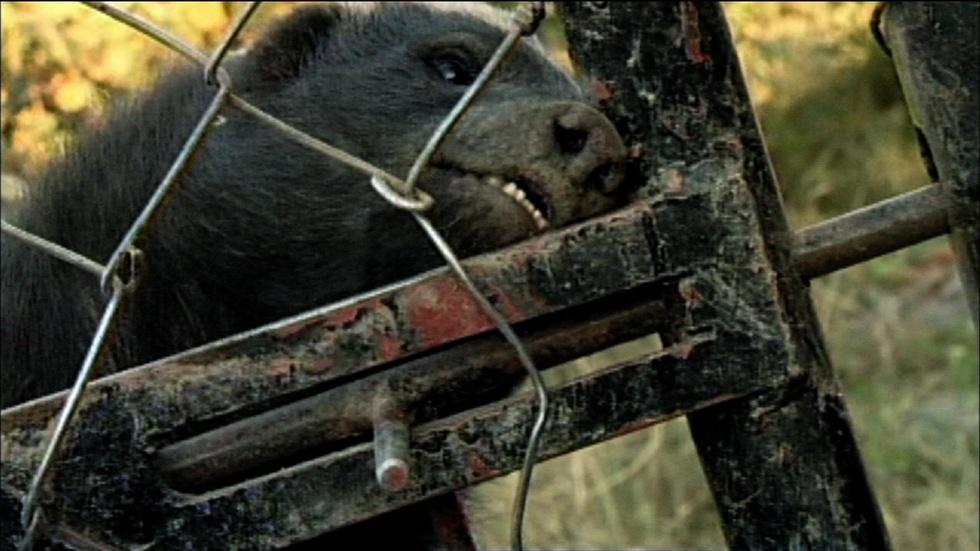 S32 Ep6: No Lock Can Hold This Honey Badger image