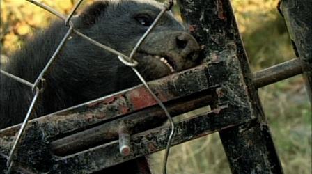 Video thumbnail: Nature No Lock Can Hold This Honey Badger 