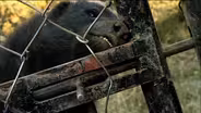 No Lock Can Hold This Honey Badger 