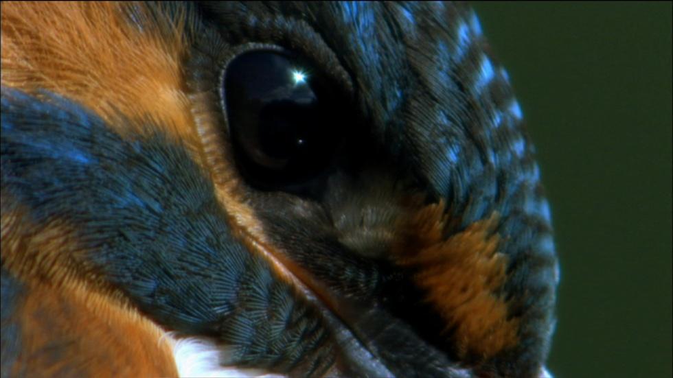S32 Ep7: Kingfisher, the fisherman of the Shannon image