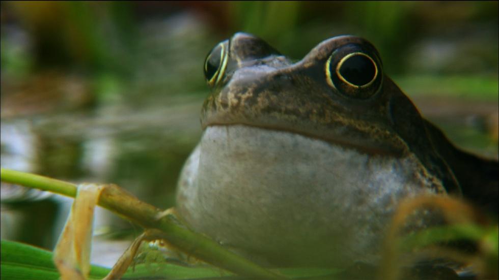 Frog mating season on the Shannon image