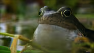 Frog mating season on the Shannon