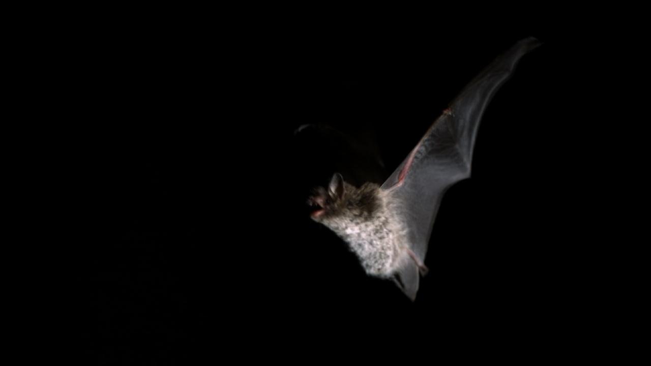 Nature | A bat night flight over the Shannon