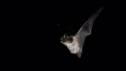 A bat night flight over the Shannon