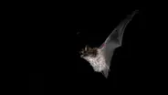 A bat night flight over the Shannon