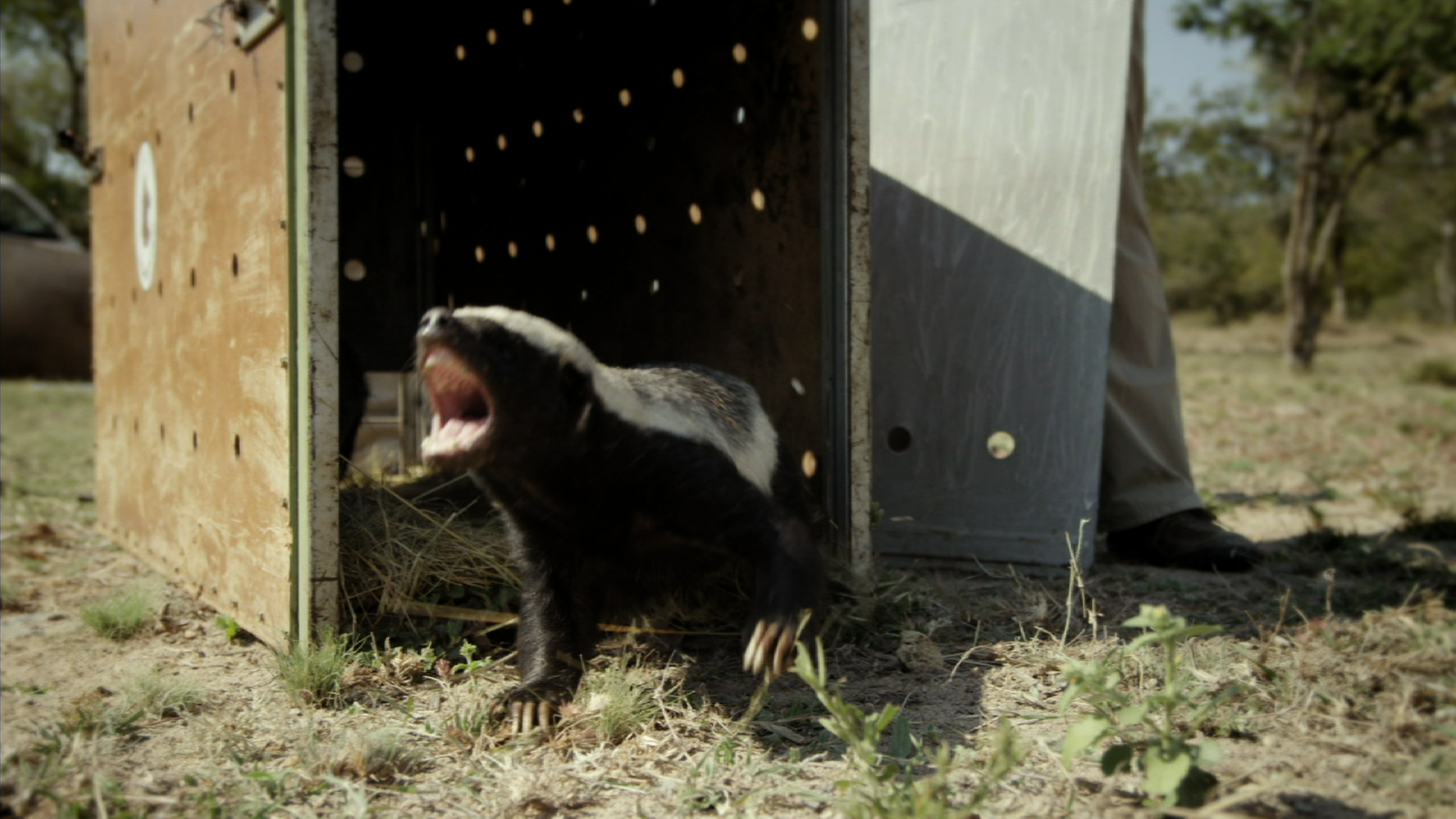 Nature, Honey Badgers: Masters of Mayhem, Season 32, Episode 12