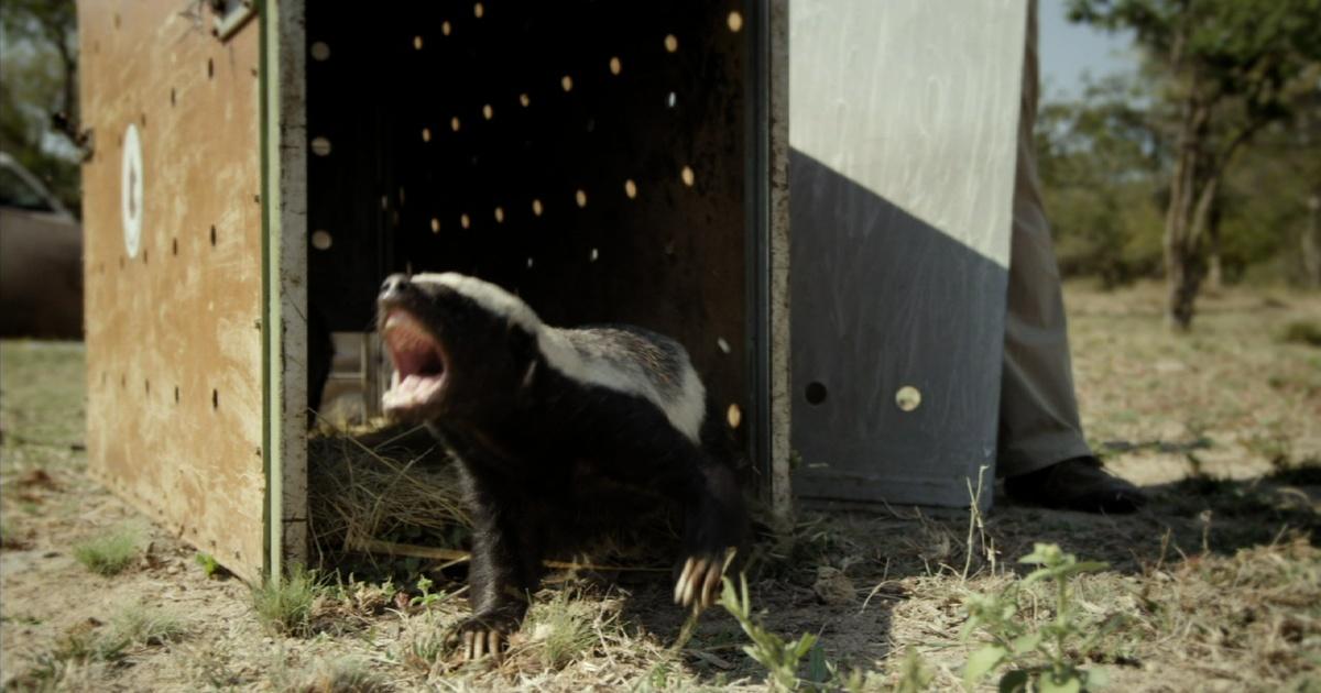 Honey Badger to the rescue! That little 'baaa' at the end was definitely a  'thanks mate' (Via Nick 'Honey Badger' Cummins) : r/HumansBeingBros