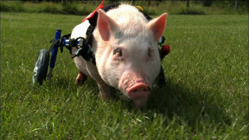 Nature - Trailer: My Bionic Pet - Twin Cities PBS