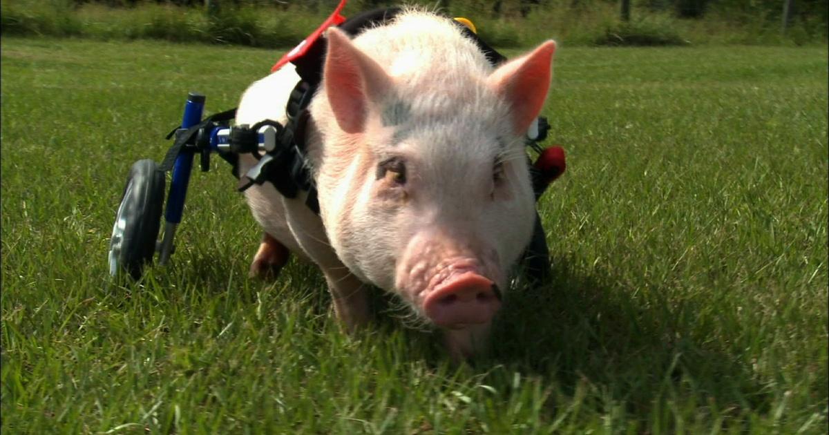 Nature | Trailer: My Bionic Pet | Season 32 | Episode 14