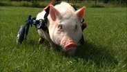 Trailer: My Bionic Pet