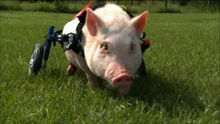 Trailer: My Bionic Pet