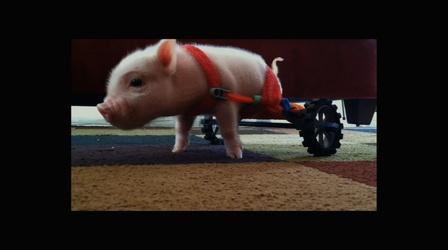 Meet Chris P. Bacon, Pig in a Wheelchair