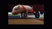 Meet Chris P. Bacon, Pig in a Wheelchair