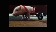 Meet Chris P. Bacon, Pig in a Wheelchair