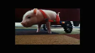 Meet Chris P. Bacon, Pig in a Wheelchair