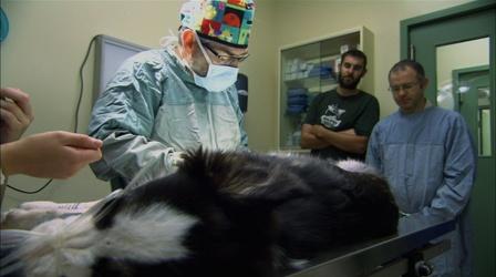 Border Collie Puppy Has Surgery for Prosthetic Legs