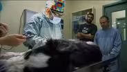 Border Collie Puppy Has Surgery for Prosthetic Legs