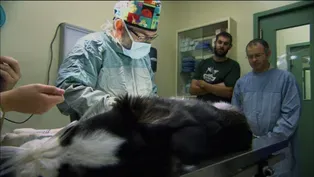Border Collie Puppy Has Surgery for Prosthetic Legs