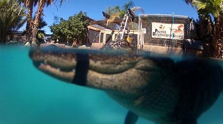 Video thumbnail: Nature "Mr. Stubbs" Alligator with Prosthetic Tail Learns to Swim