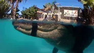 "Mr. Stubbs" Alligator with Prosthetic Tail Learns to Swim