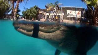 "Mr. Stubbs" Alligator with Prosthetic Tail Learns to Swim