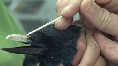 Video thumbnail: Nature Injured Crow Gets a New Acrylic Beak 